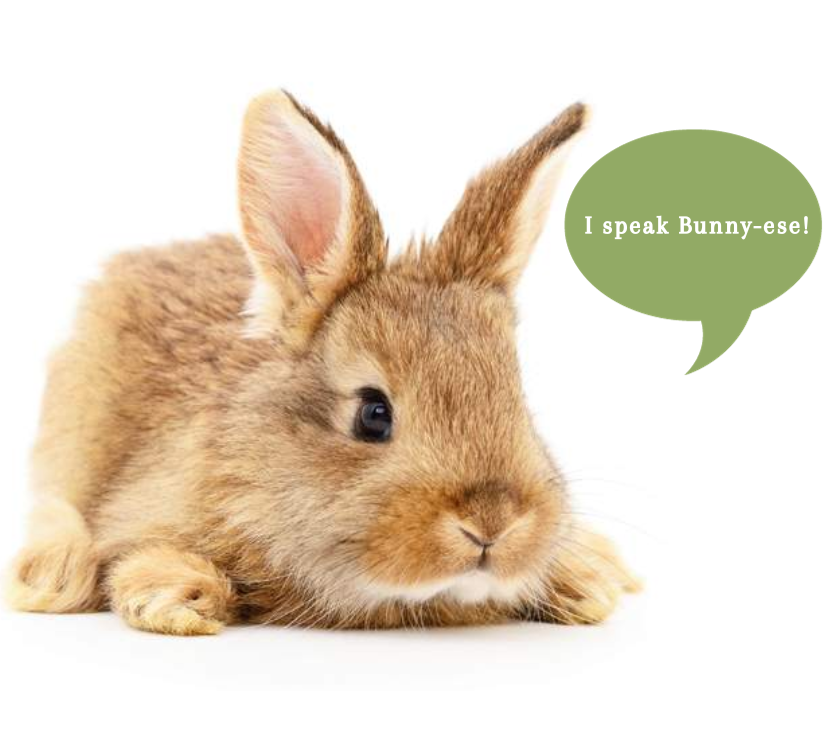 Decoding Rabbit Sounds & Understanding the Language of your bunny