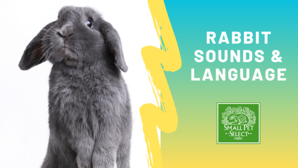 Decoding Rabbit Sounds: Understanding The Language of Your Bunny