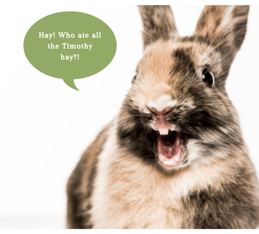 Decoding Rabbit Sounds Understanding The Language of Your Bunny