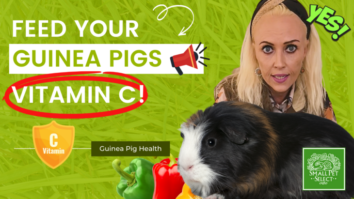 Guinea Pigs Archives | Small Pet Select Blogs