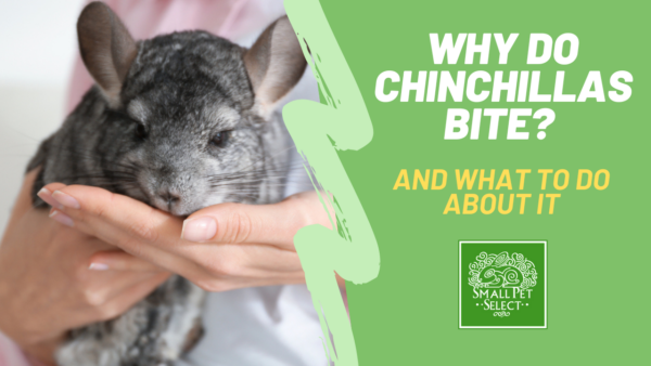 Why Do Chinchillas Bite?