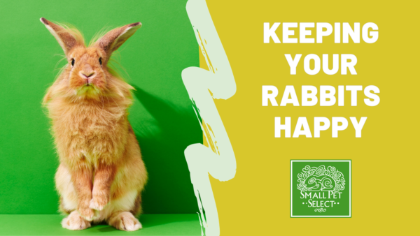 Hopping into Happiness: Tips & Tricks To Keep Your Rabbit Happy