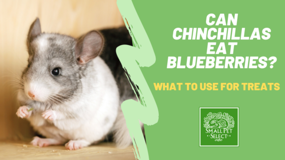 can chinchillas eat blueberries?