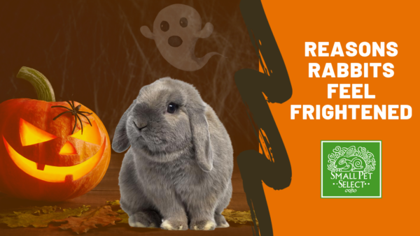 Frightened Fluffballs: Unveiling Reason's Rabbits Feel Scared
