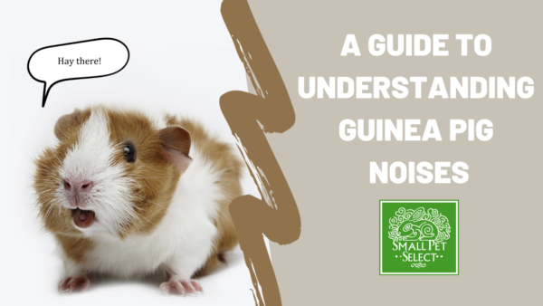 Guinea Pig Noises Explained