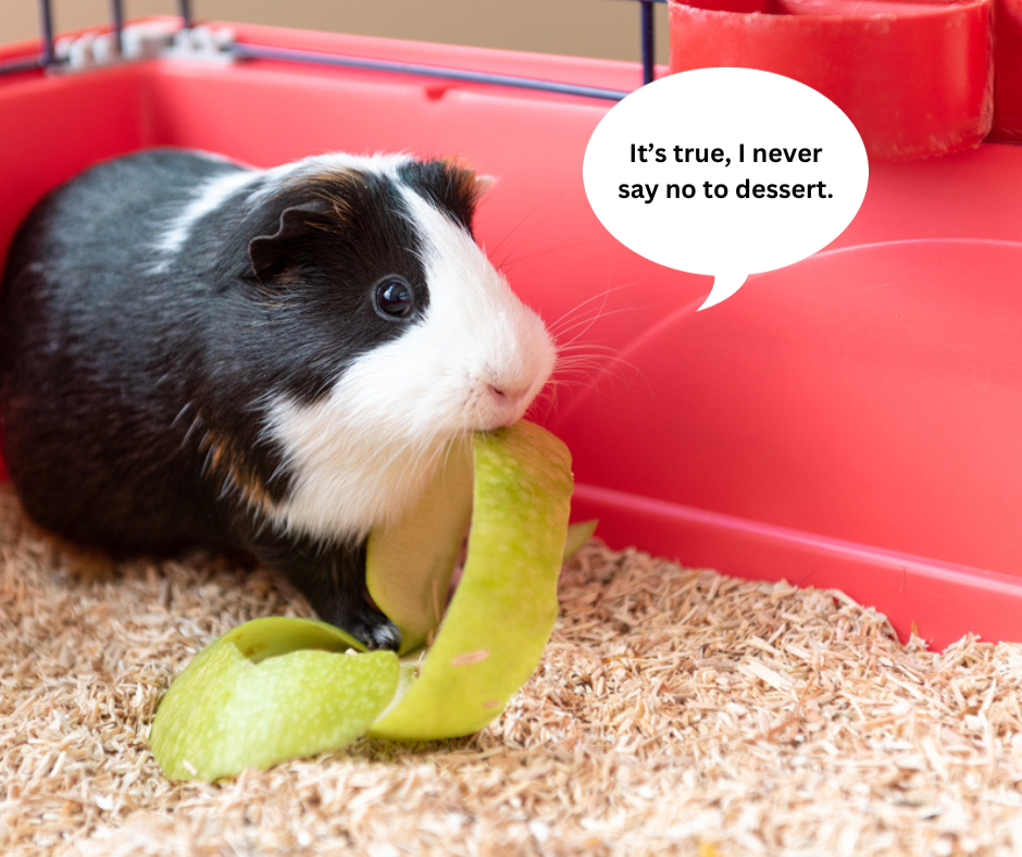 can guinea pigs eat apples?