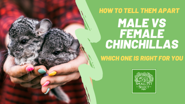 male vs female chinchilla