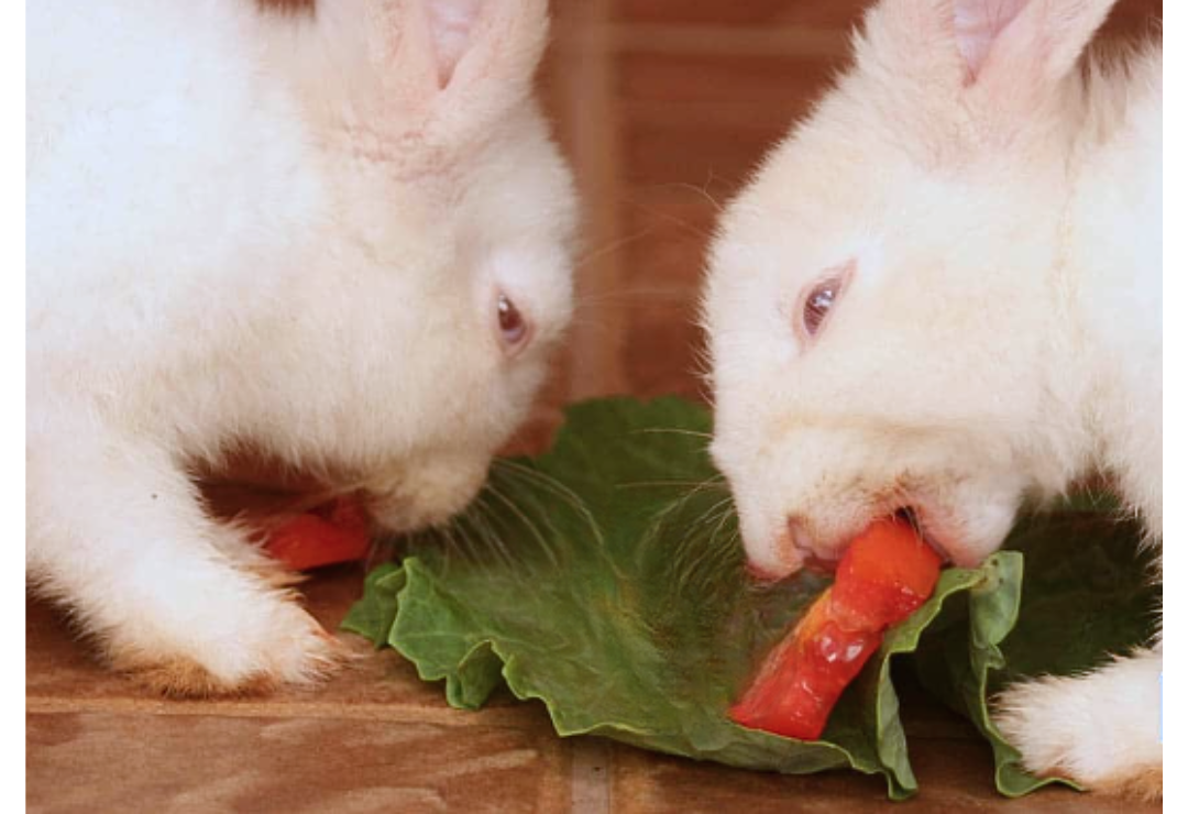 Can Rabbits eat tomatoes