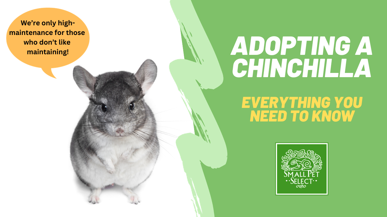 Chinchilla Adoption Everything You Need To Know Small Pet