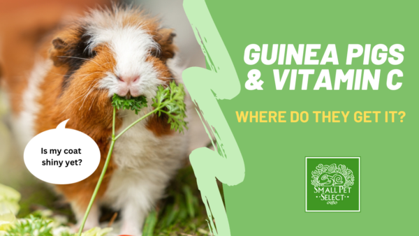guinea pigs vitamin C