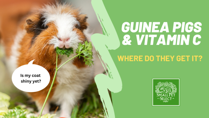 Guinea Pigs & Vitamin C: A Comprehensive Overview | Small Pet Select ...