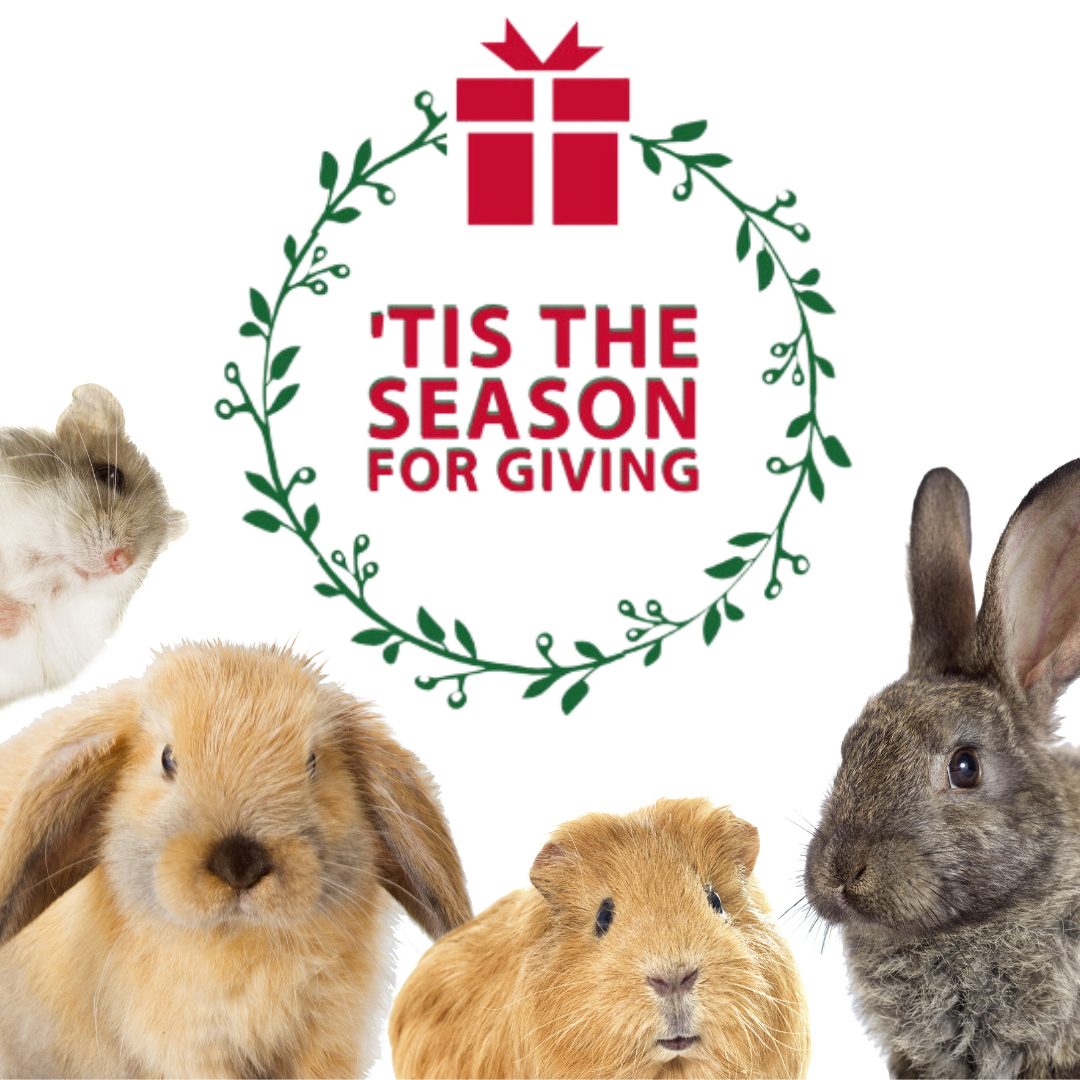 The Season of Giving: Small Pet Select’s Bond With Rescues & Non-profits
