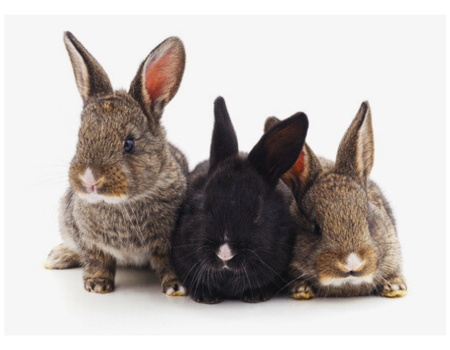 Bonding 3 rabbits