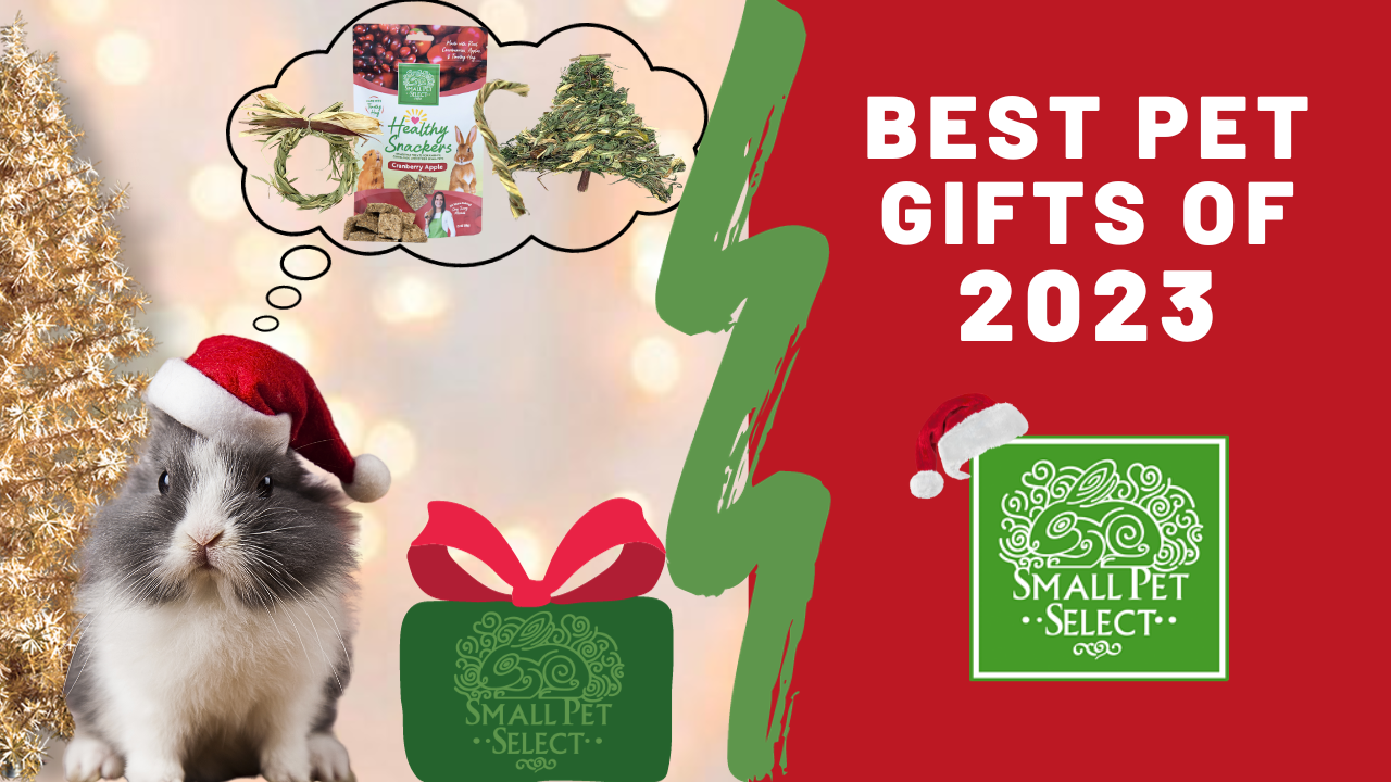 Best Christmas Gifts for Dogs 2023