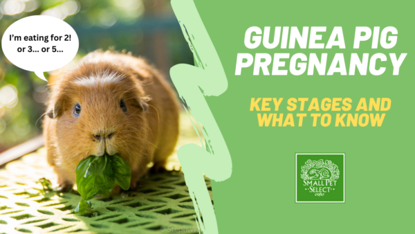 guinea pig pregnancy