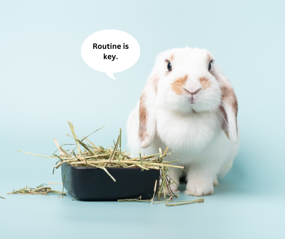 rabbit health