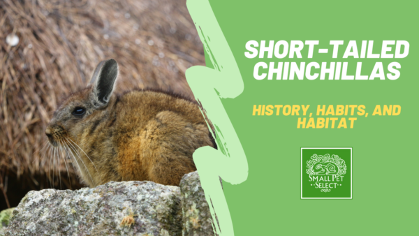 short-tailed chinchillas