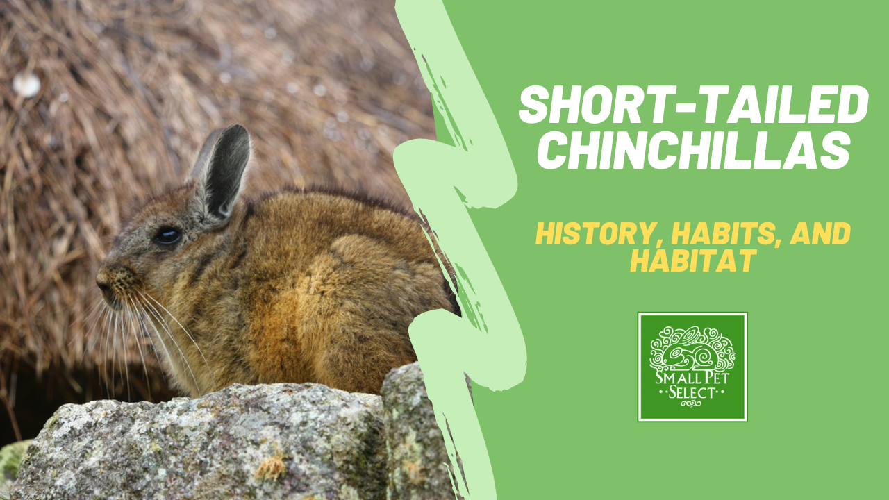 The World of Short-Tailed Chinchillas: History, Habits, and Habitat