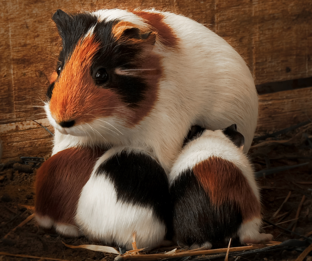 guinea pig pregnancy