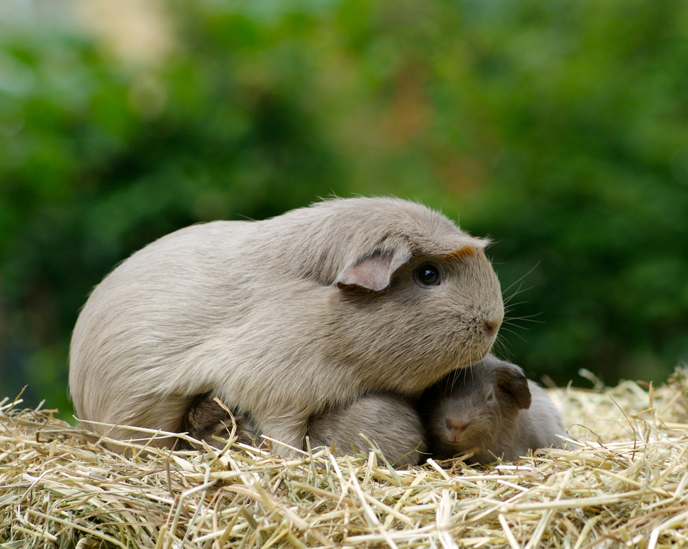 guinea pig pregnancy 