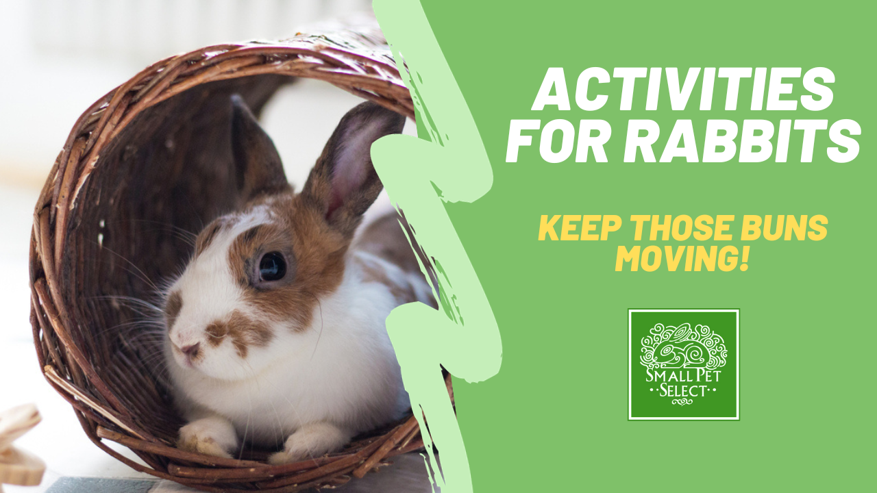 Rabbit Exercise: Activities For a Happy, Healthy Bunny, Small Pet Select  Blogs