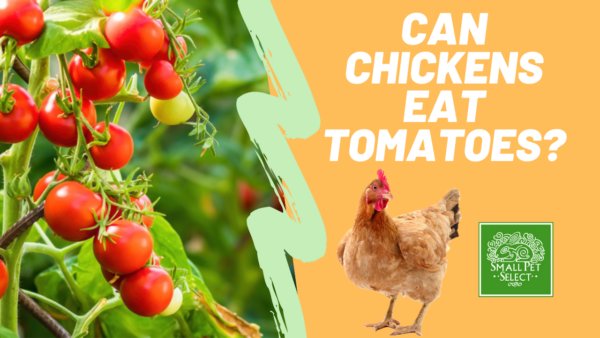 Can chickens eat tomatoes?