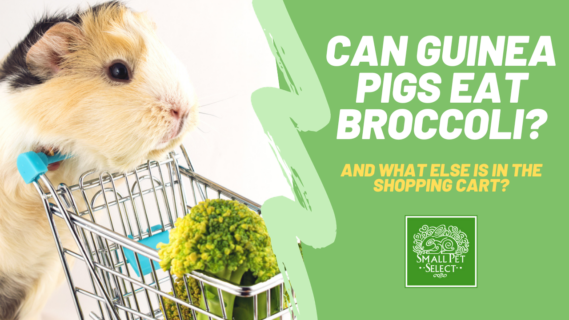 can guinea pigs eat broccoli
