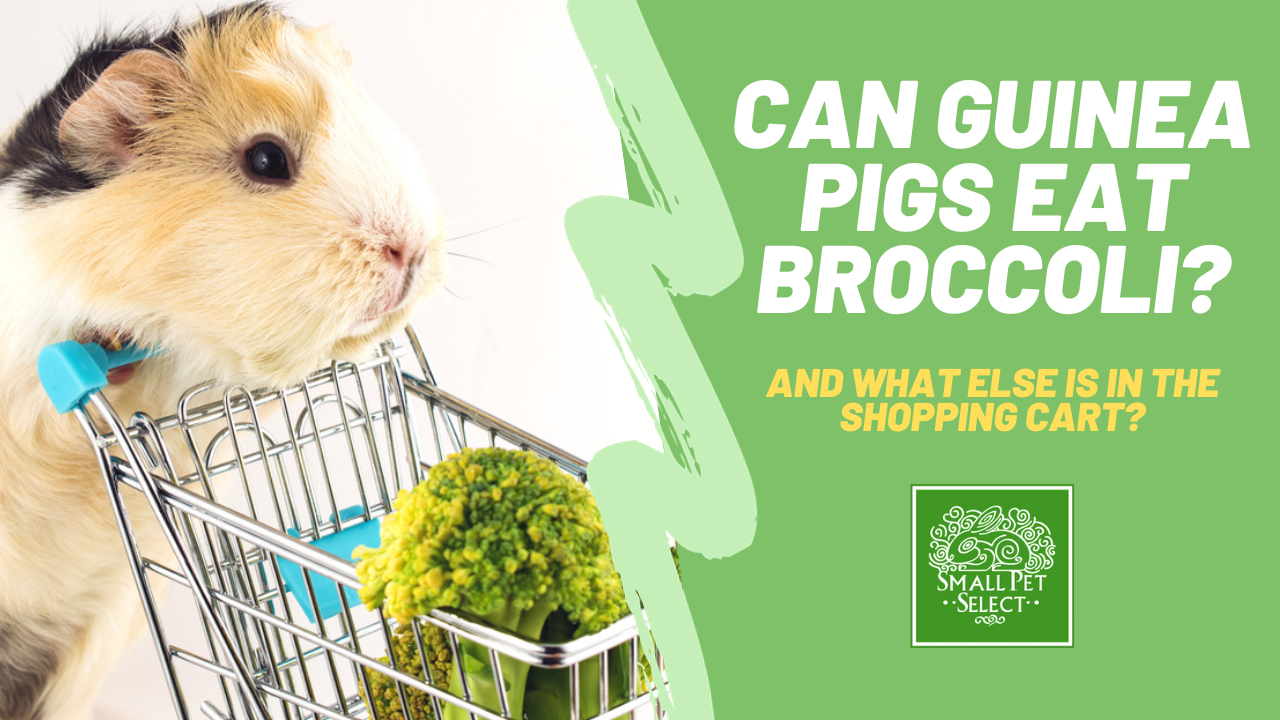 Do guinea 2025 pigs eat broccoli