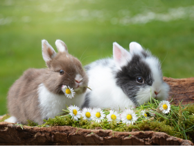eco-friendly options for rabbits