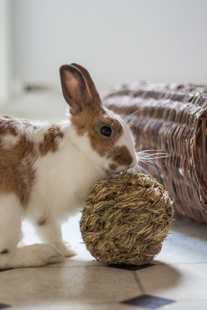 Rabbit Exercise: Activities For a Happy, Healthy Bunny