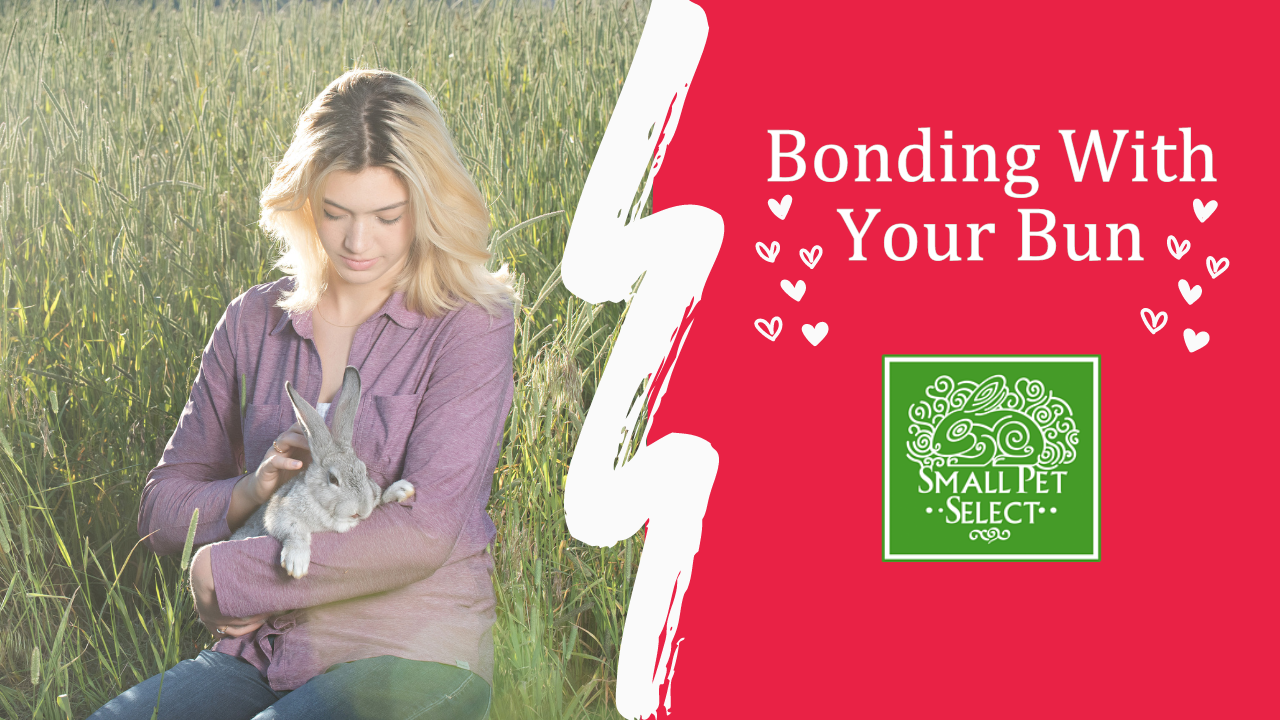 Love is in the air How to bond with your rabbit! Small Pet Select
