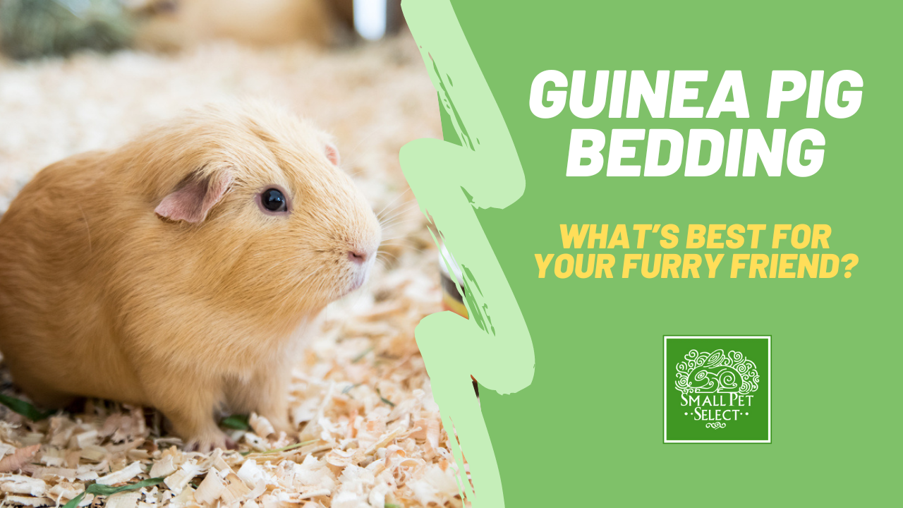 Best shavings for guinea pigs best sale