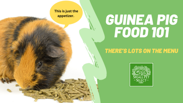guinea pig food