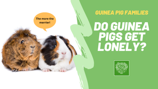 do guinea pigs get lonely?
