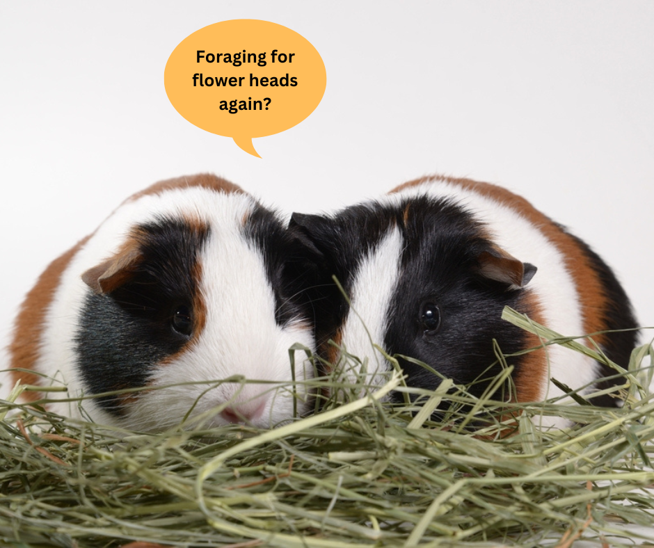what's the best Timothy hay for guinea pigs?