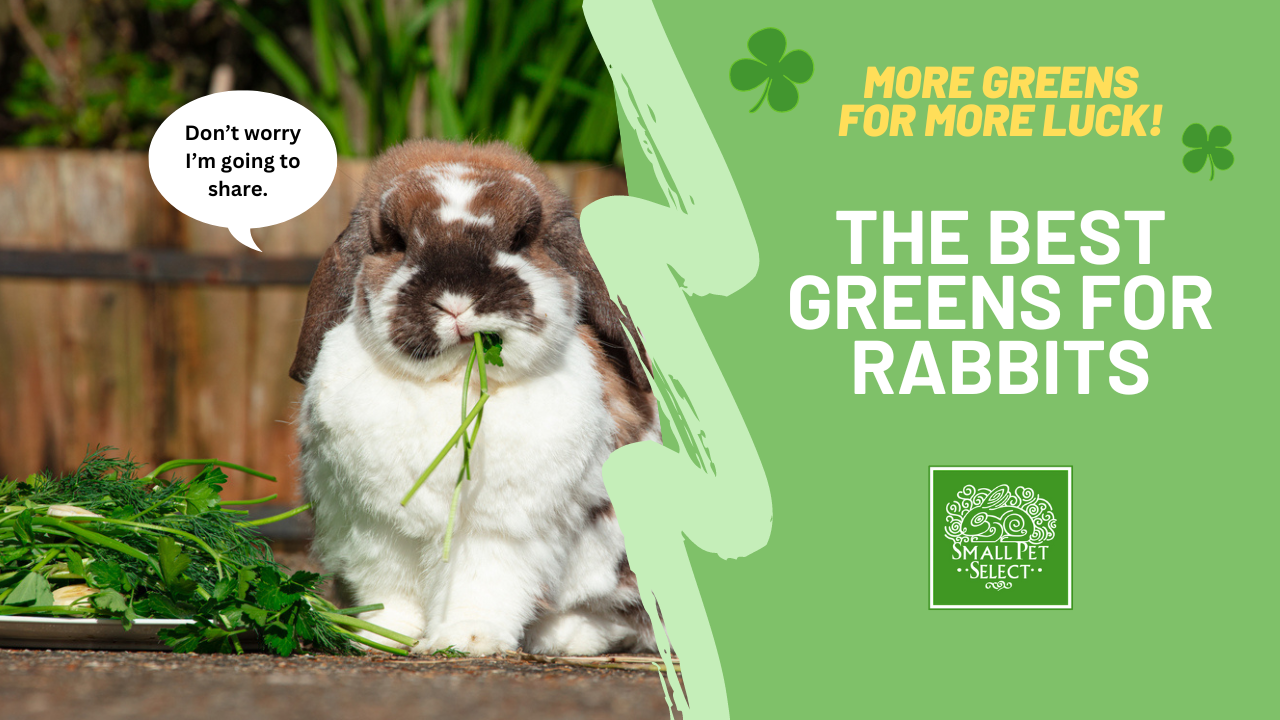 St. Patricks Day Special: The Best Greens For Rabbits | Small Pet ...