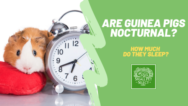 are guinea pigs nocturnal?