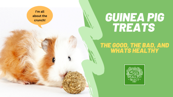Treats for guinea pigs