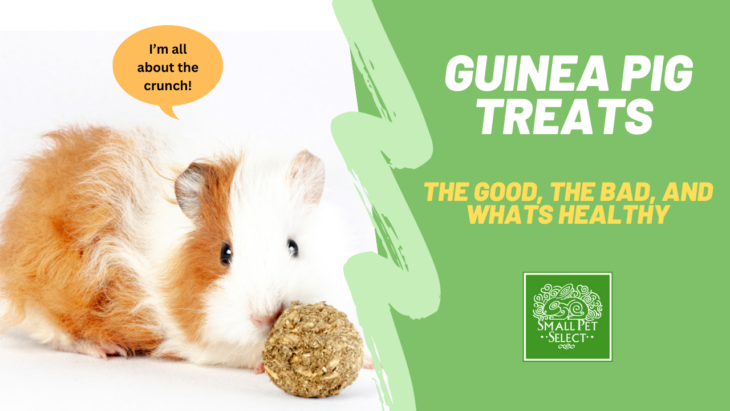 Are Some Treats For Guinea Pigs Dangerous? | Small Pet Select Blogs ...