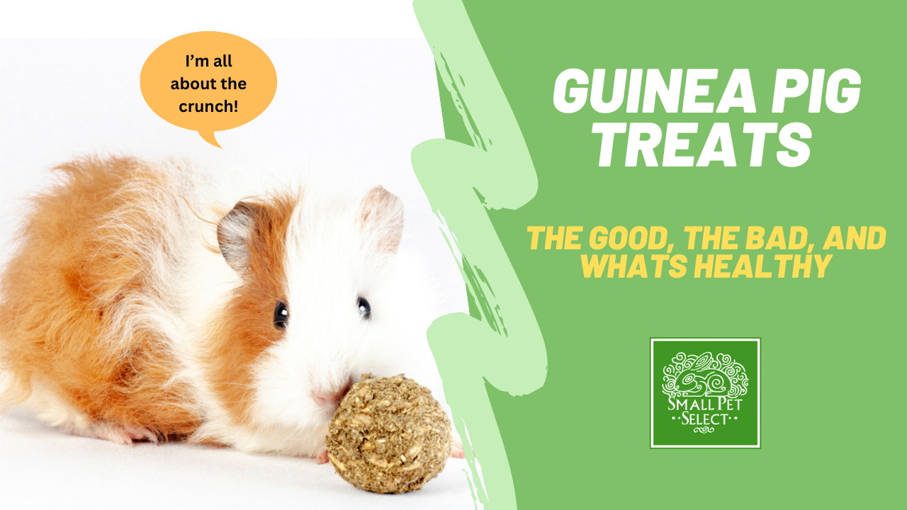 Guinea pig treats best sale