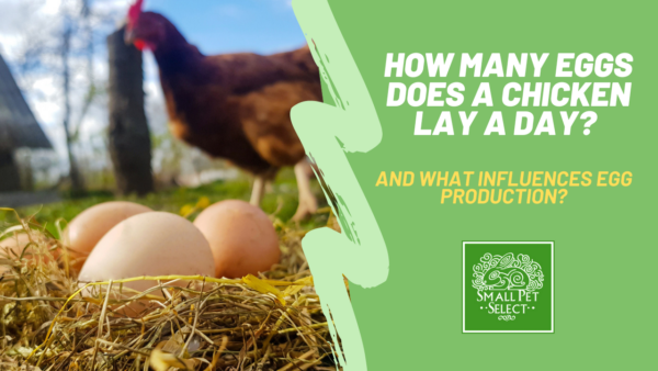 how many eggs does a chicken lay a day