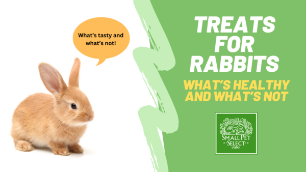 treats for rabbits