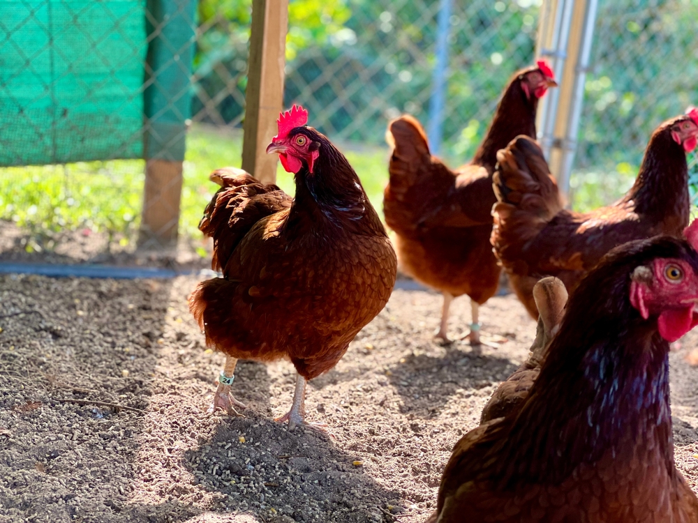 egg-laying chickens