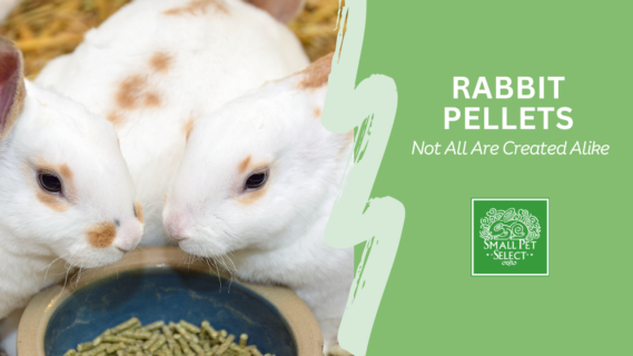Choosing Rabbit Pellets