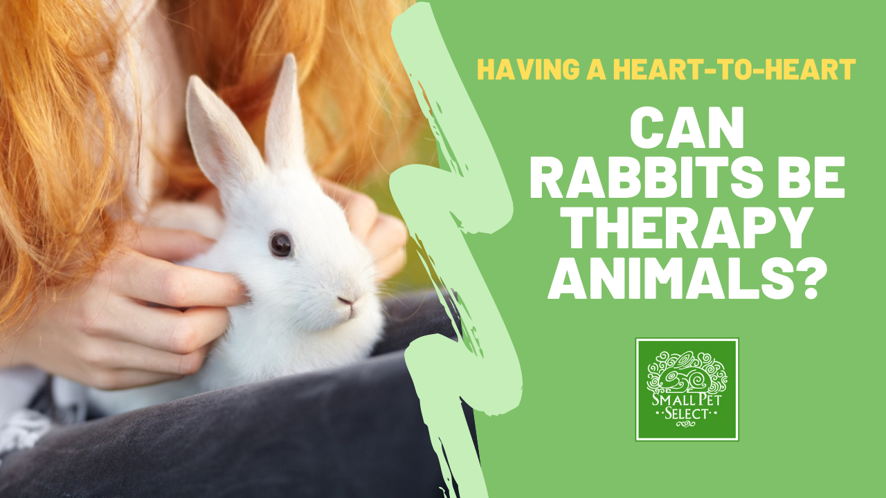 Therapy Rabbits Healing Humans Can Rabbits Be Therapy Animals? Small Pet Select Blogs Small