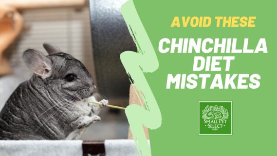 chinchilla diet