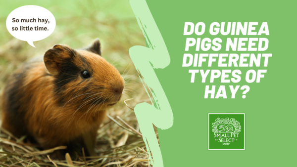 hay for guinea pigs