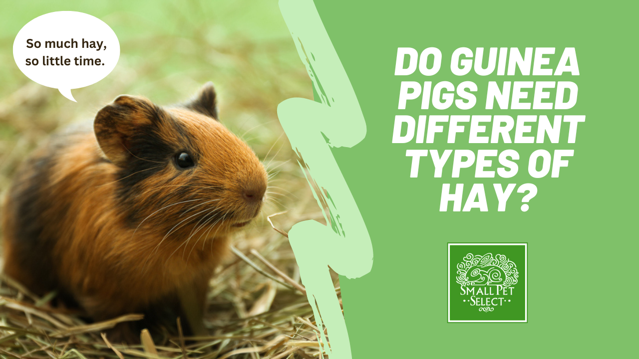 Alfalfa hay vs timothy hay for guinea pigs hotsell