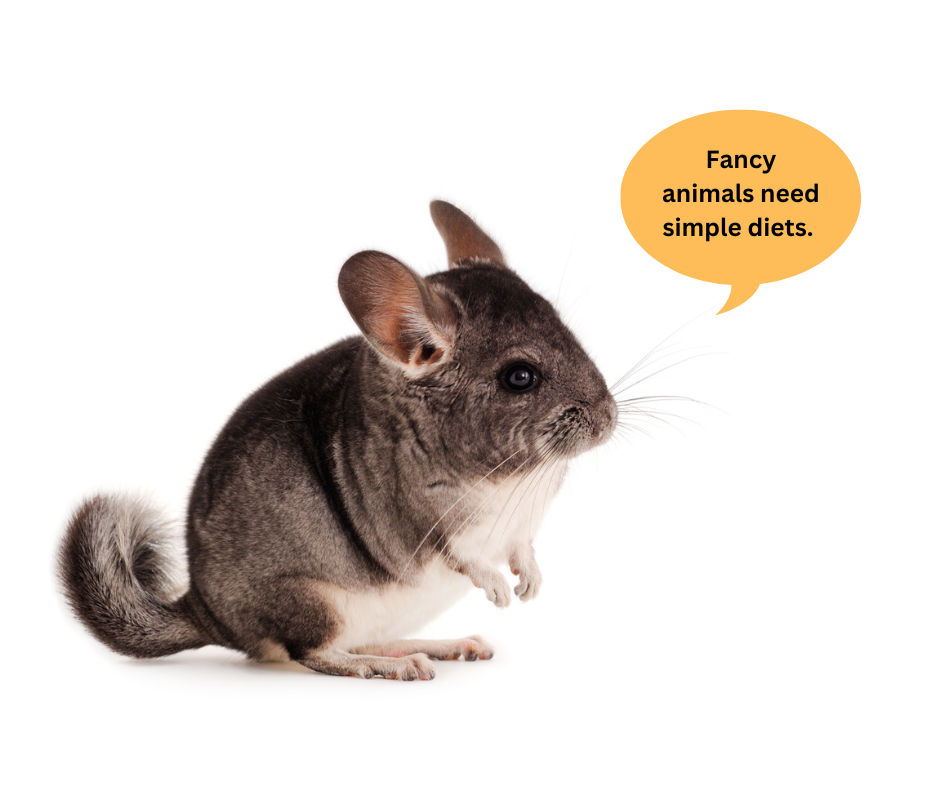 chinchilla diet