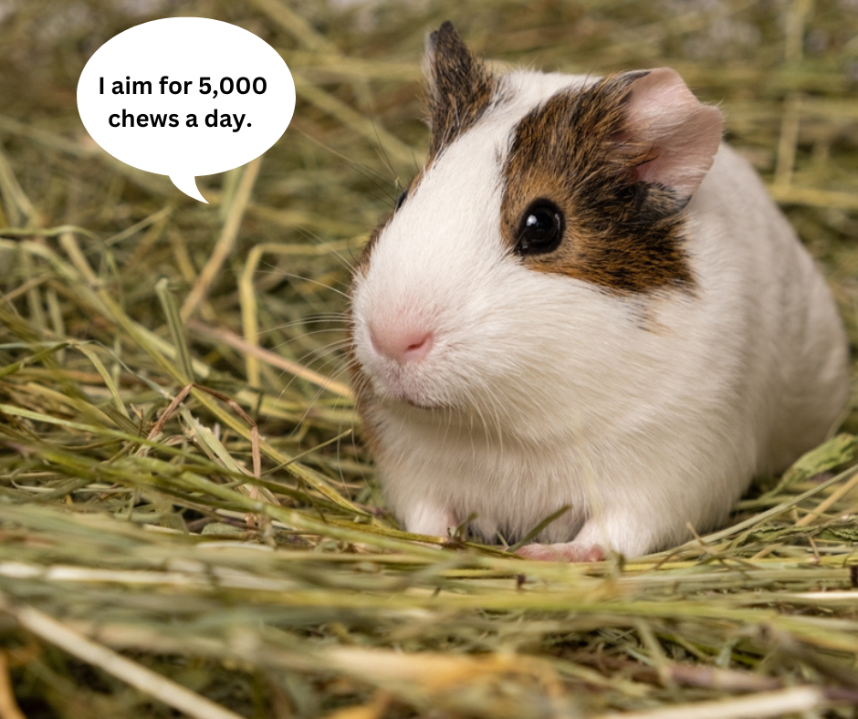 hay for guinea pigs 